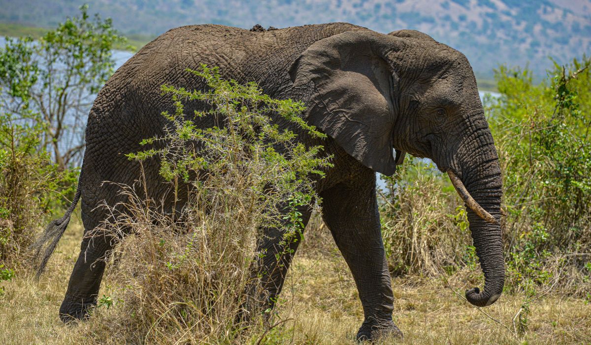 Wildlife safari in East Africa