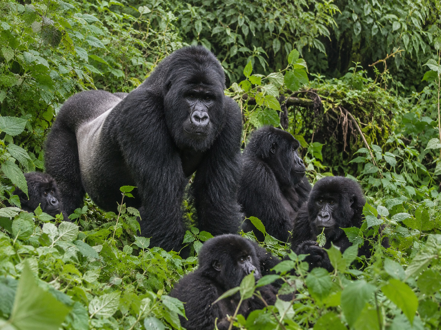 Bwindi Impenetrable Forest National Park tourism destination