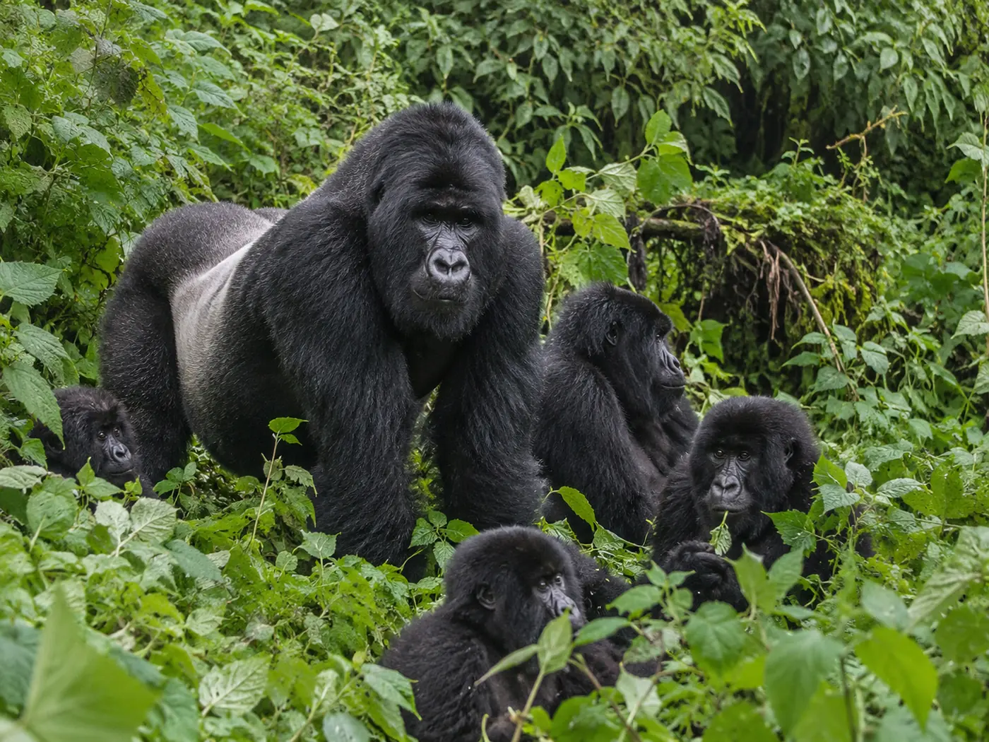 Gorilla family safari experience