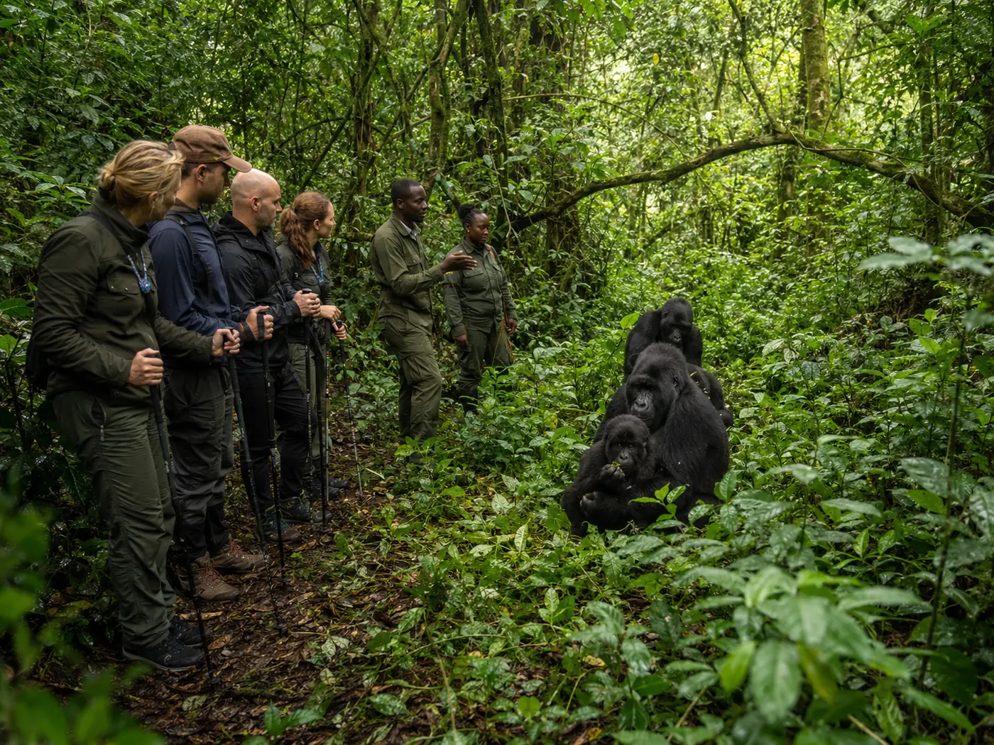 Gorilla Trekking in Uganda