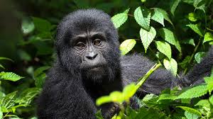 Mgahinga Gorilla National Park tourism destination