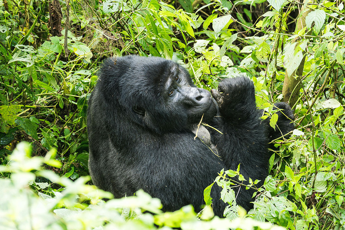 3 Days to Bwindi Impenetrable National Park