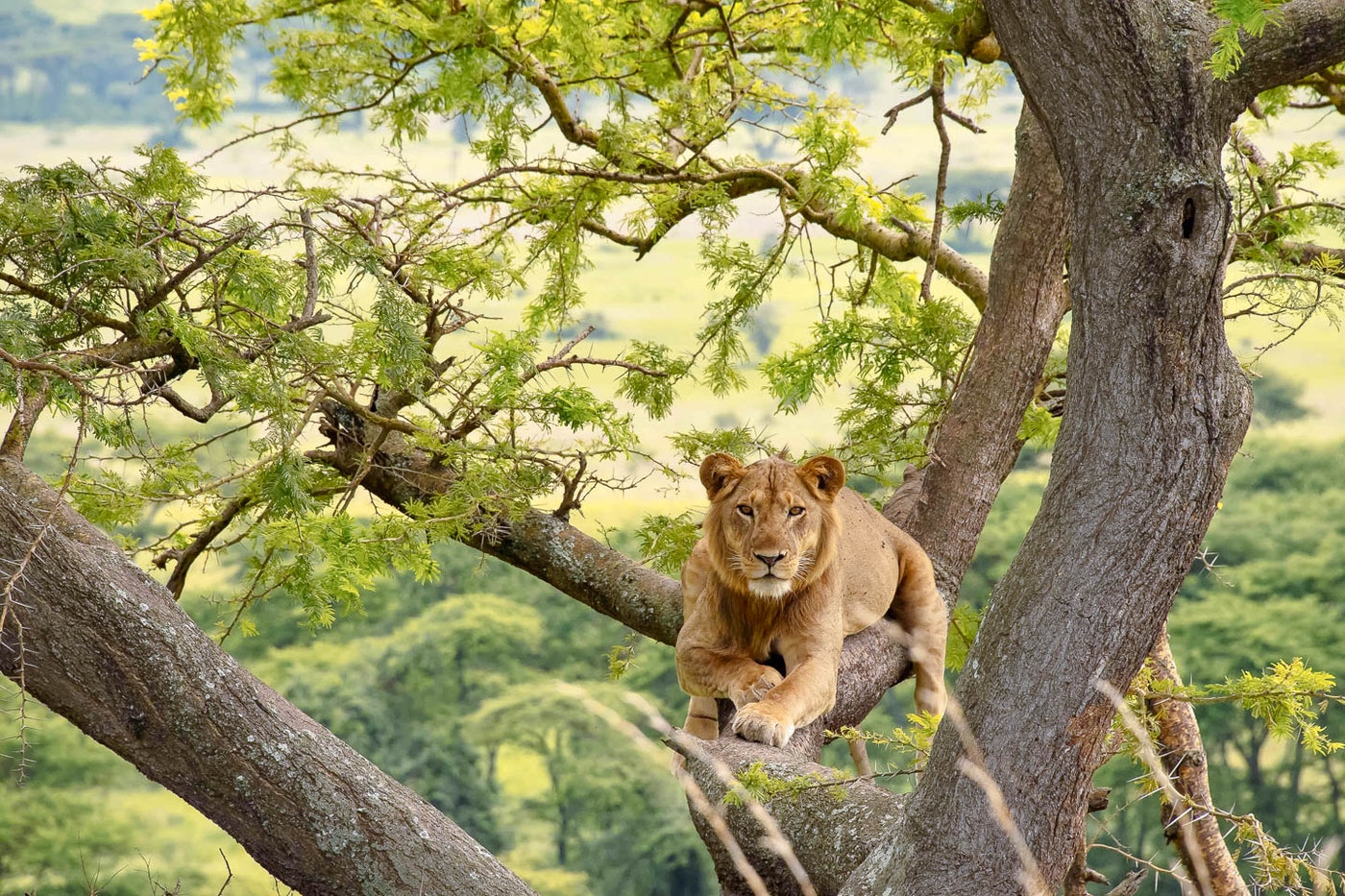 3 Days to Queen Elizabeth National Park